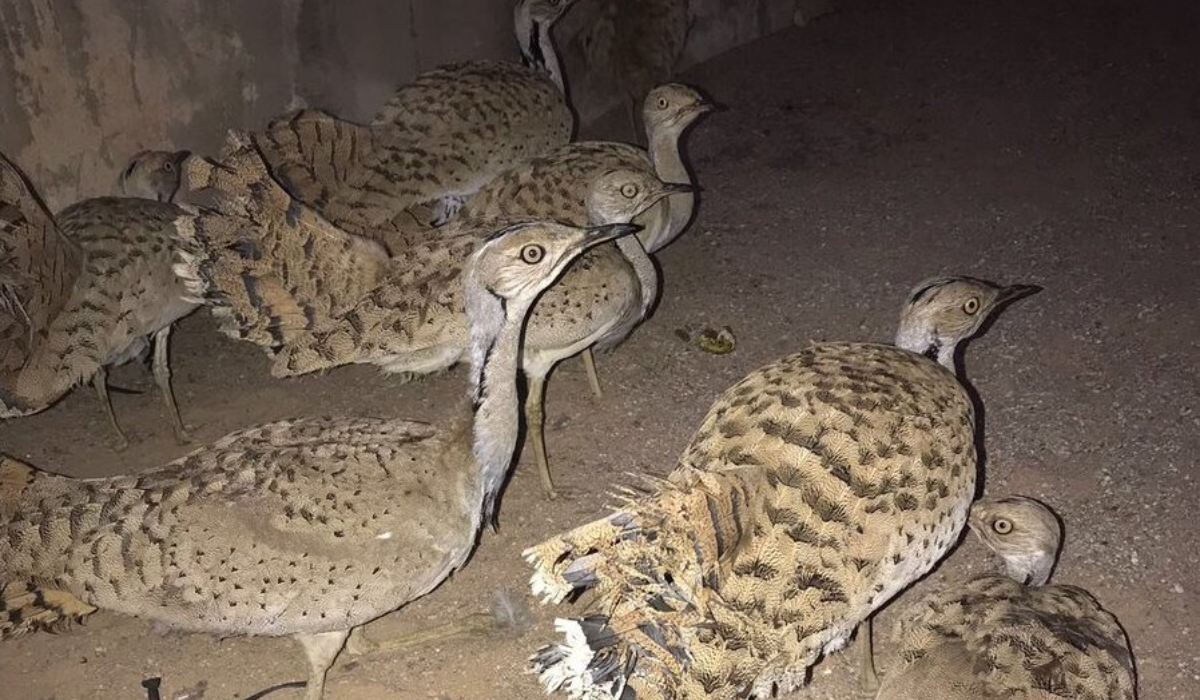 MoECC Cracks Down on Illegal Bird-Calling Devices in Qatar’s Wilderness